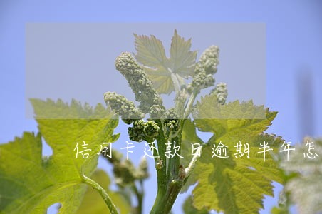 信用卡还款日逾期半年怎么办 信用卡还款日逾期半年怎么办
