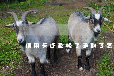 信用卡还款晚了逾期了怎么办 信用卡还款晚了逾期了怎么办