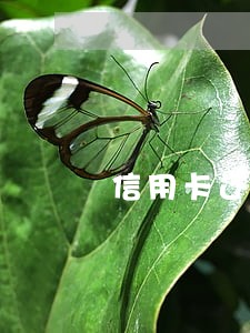 信用卡还款最低金额会逾期吗 信用卡还款最低金额会逾期吗