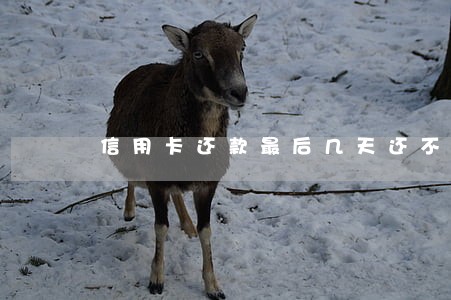 信用卡还款最后几天还不算逾期