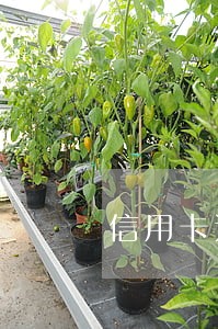 信用卡还款有过逾期怎么处理 信用卡还款有过逾期怎么处理