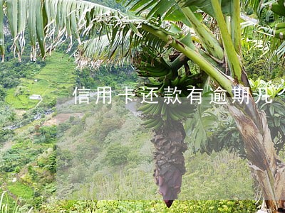 信用卡还款有逾期几个月 信用卡还款有逾期几个月