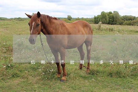 信用卡还款期后多久算逾期 信用卡还款期后多久算逾期