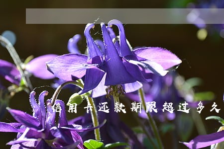信用卡还款期限超过多久算逾期