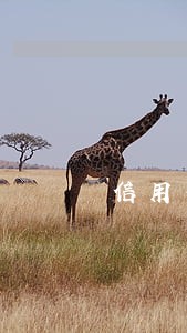 信用卡还款未入账算逾期吗 信用卡还款未入账算逾期吗