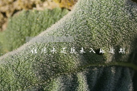 信用卡还款未入账逾期 信用卡还款未入账逾期