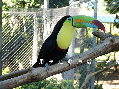 信用卡还款滞后一天算逾期吗 信用卡还款滞后一天算逾期吗