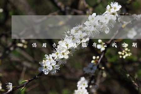 信用卡还款能有几次逾期 信用卡还款能有几次逾期