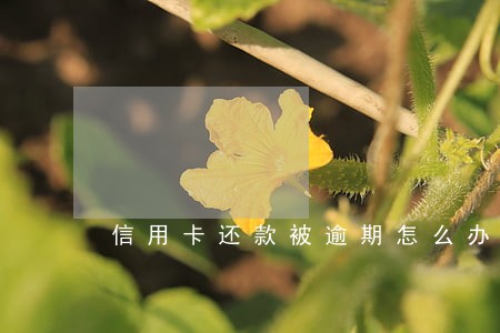 信用卡还款被逾期怎么办 信用卡还款被逾期怎么办