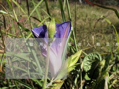信用卡还款说入账日期逾期