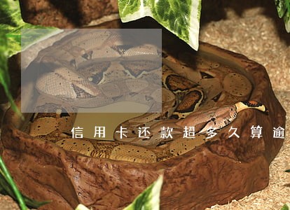 信用卡还款超多久算逾期
