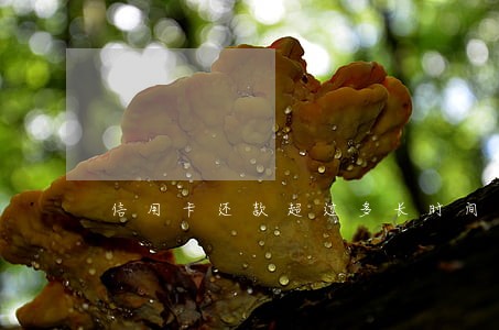 信用卡还款超过多长时间为逾期 信用卡还款超过多长时间为逾期