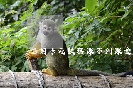信用卡还款转账不到账逾期 信用卡还款转账不到账逾期