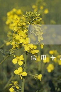 信用卡还款逾期20年