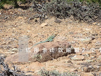 信用卡还款逾期2个小时 信用卡还款逾期2个小时