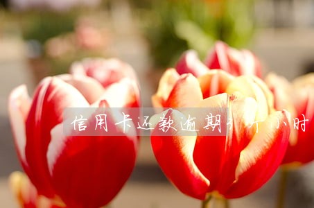 信用卡还款逾期3个小时 信用卡还款逾期3个小时