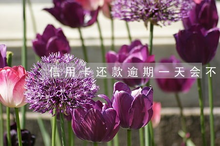 信用卡还款逾期一天会不会有 信用卡还款逾期一天会不会有