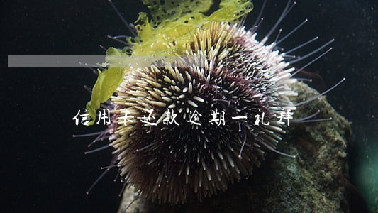 信用卡还款逾期一礼拜 信用卡还款逾期一礼拜