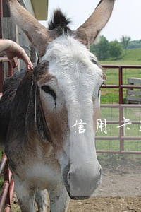 信用卡还款逾期三天影响征信吗 信用卡还款逾期三天影响征信吗