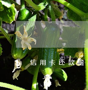 信用卡还款逾期久了利息是多少 信用卡还款逾期久了利息是多少