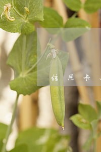 信用卡还款逾期了一天冻结