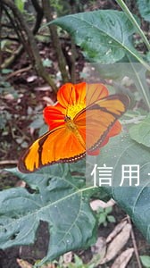 信用卡还款逾期会提醒吗