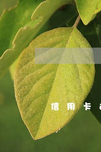 信用卡还款逾期会有啥后果 信用卡还款逾期会有啥后果