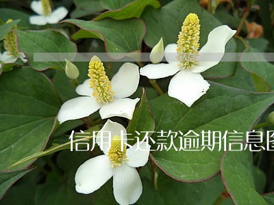 信用卡还款逾期信息图片 信用卡还款逾期信息图片