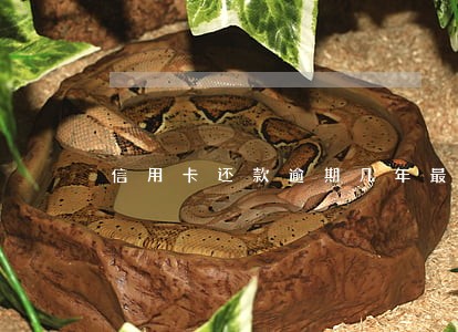 信用卡还款逾期几年最有效