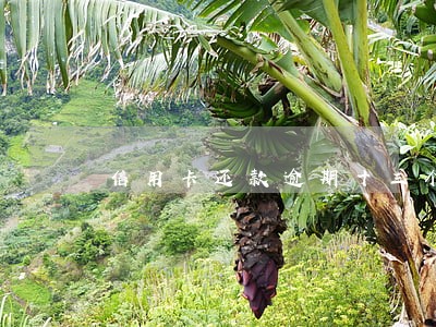 信用卡还款逾期十三个月 信用卡还款逾期十三个月