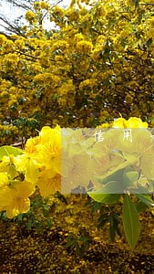 信用卡还款逾期半年还能刷卡吗