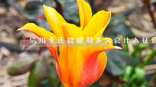 信用卡还款逾期多久会计入征信 信用卡还款逾期多久会计入征信
