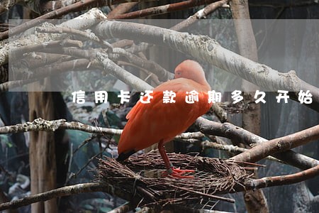 信用卡还款逾期多久开始扣