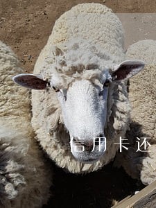 信用卡还款逾期征信记录 信用卡还款逾期征信记录