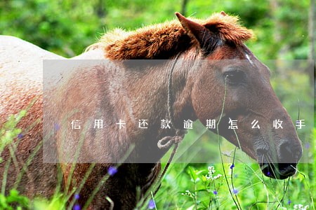 信用卡还款逾期怎么收手续费