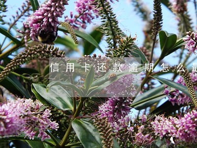 信用卡还款逾期怎么最低还款额 信用卡还款逾期怎么最低还款额