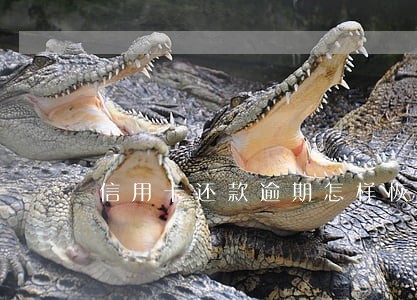 信用卡还款逾期怎样恢复信用度 信用卡还款逾期怎样恢复信用度