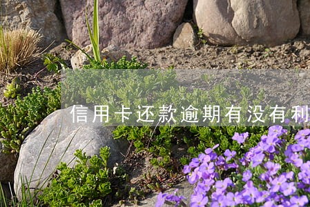 信用卡还款逾期有没有利息 信用卡还款逾期有没有利息