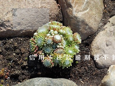 信用卡还款逾期算不算违法 信用卡还款逾期算不算违法