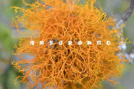 信用卡还款逾期罚息 信用卡还款逾期罚息
