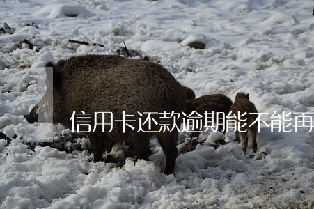 信用卡还款逾期能不能再分期 信用卡还款逾期能不能再分期
