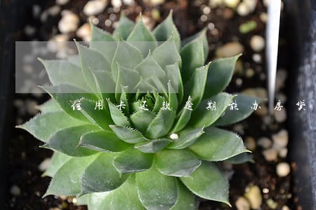 信用卡还款逾期能办房贷吗 信用卡还款逾期能办房贷吗