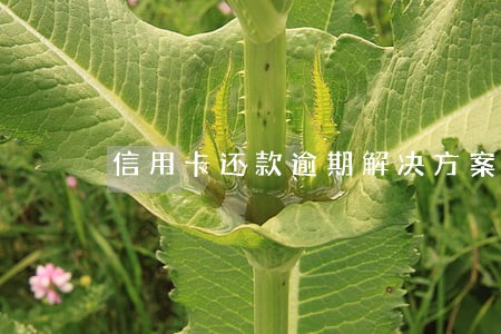 信用卡还款逾期解决方案