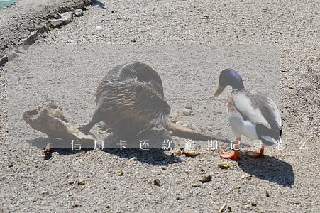 信用卡还款逾期记录怎么办