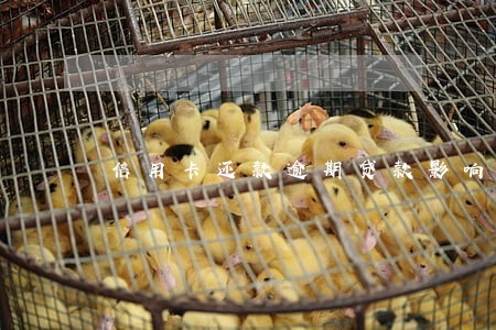 信用卡还款逾期贷款影响不 信用卡还款逾期贷款影响不