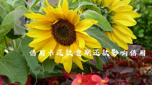 信用卡还款逾期还款影响信用
