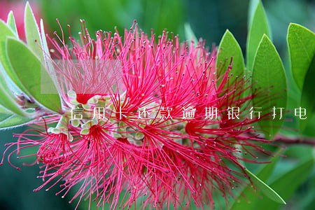 信用卡还款逾期银行打电话
