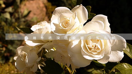 信用卡还没还逾期会怎么样