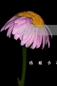 信用卡还没逾期,但无力还款