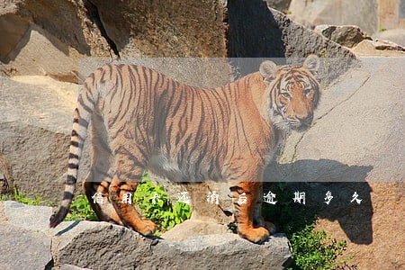 信用卡还清后逾期多久